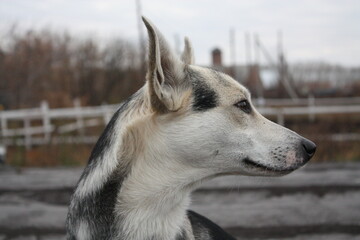 Close up profile portrait of a black and white mixed breed dog looking to the right side outdoors.  © Nat Po