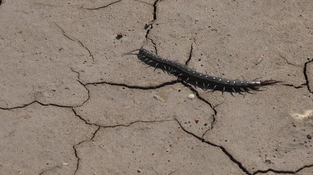 A black centipede crawls across brown arid cracked soil on a barren ground surface.