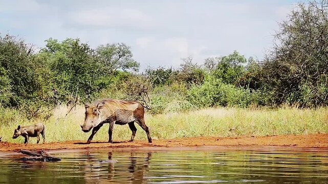 Common warthog bathing and cub along waterhole in greater Kruger National park, South Africa ; Specie Phacochoerus africanus family of Suidae