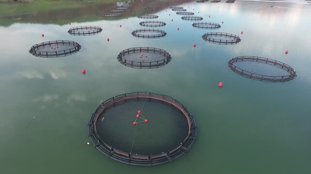 Aerial view shows industrial aquaculture with round nets clustered on open water.