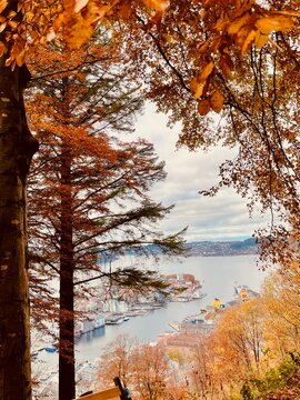 Autumn Forest Overlook