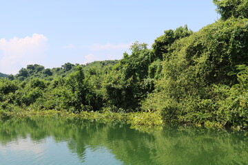 Lush green tropical forest vegetation growing along the edge of calm reflective river water surface area © GROW HIGH