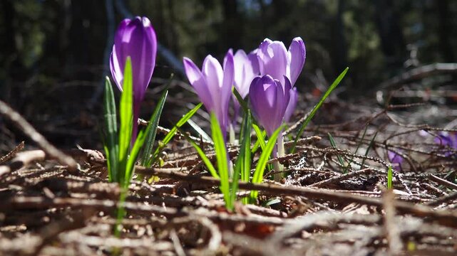 Crocus, genus of seasonal flowering plants in family Iridaceae iris. Saffron crocus sativus. Snow crocus. Naked boys or Naked ladies. Dutch or Common crocus. Forest spring flowers on Zlatibor, Serbia.