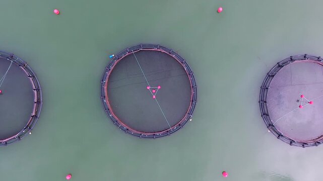 Aerial view shows industrial aquaculture with round nets clustered on open water.