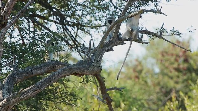 Vervet monkey group on a tree making alarm call in Greater Kruger National park, South Africa ; Specie Chlorocebus pygerythrus family of Cercopithecidae