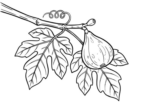 Botanical illustration of a fig branch with ripe fruit and lobed leaves line art