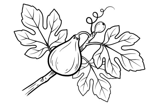 Hand drawn line art illustration of a fig branch with ripe fruit and large leaves