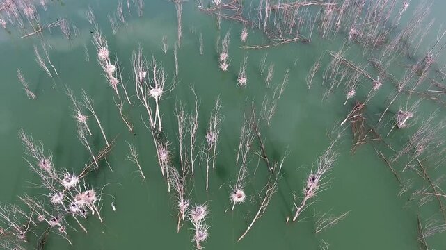 Aerial view shows leafless dead trunks standing in calm lake water after flooding.
