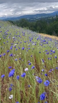 Cornflowers in the wind vertical, Oregon