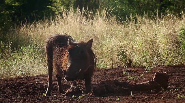 Common warthog backlit eating on elephant dung at dawn in greater Kruger National park, South Africa ; Specie Phacochoerus africanus family of Suidae