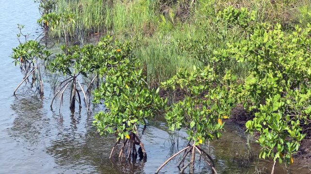 Young red mangrove trees (binomial name: Rhizophora mangle), with prop roots, planted by the grassy shore of a tidal lagoon in a conservation and marine research area along the Gulf Coast of Florida