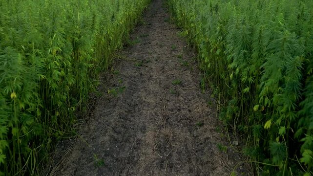 Medical marihuana hemp plantation drone flight through production field