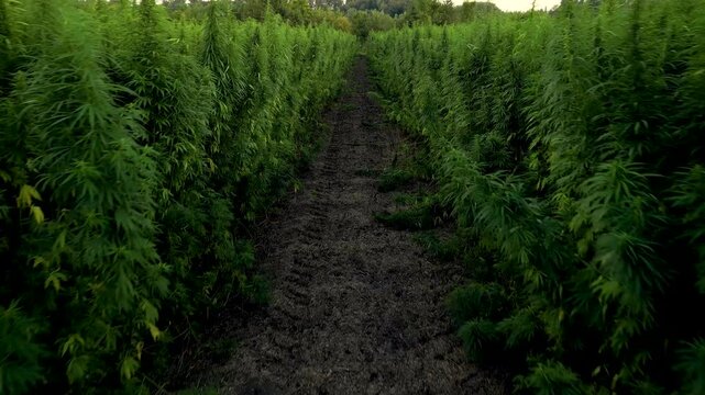 Medical cannabis crop field slow flight through plant rows on field