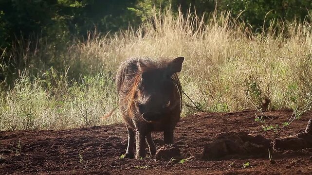 Common warthog backlit eating on elephant dung at dawn in greater Kruger National park, South Africa ; Specie Phacochoerus africanus family of Suidae