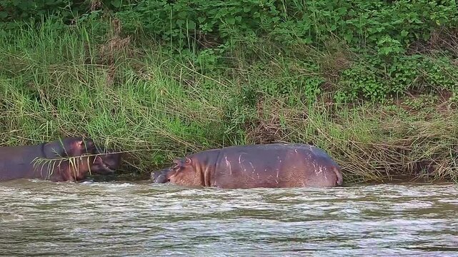 Two Hippopotamus fighting in river and grunting in Greater Kruger National park, South Africa ; Specie Hippopotamus amphibius family of Hippopotamidae
