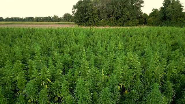 Rising drone view of hemp plantation field with big cannabis plants for food production