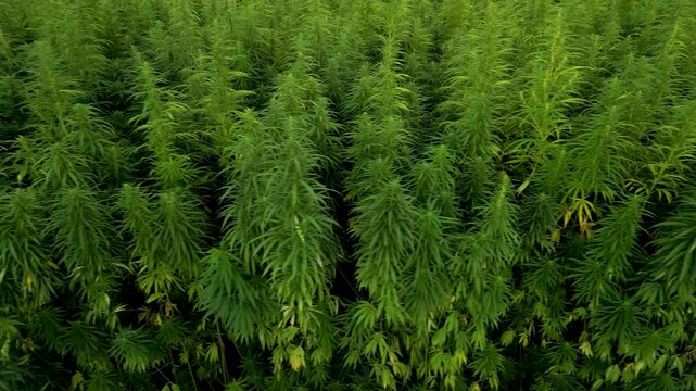 Slow sideways hemp field footage with grown up cannabis plant