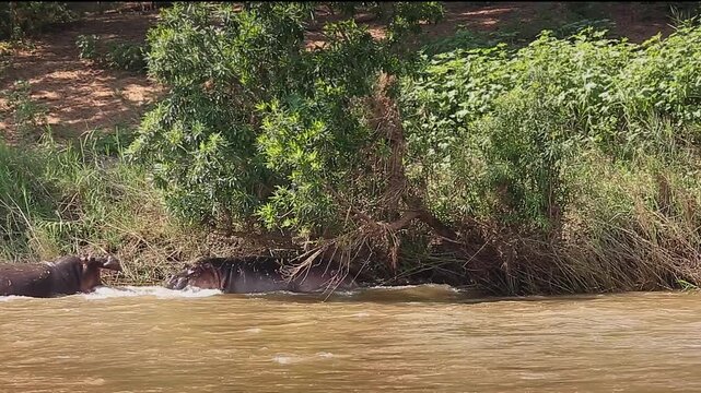 Two Hippopotamus fighting in river and grunting in Greater Kruger National park, South Africa ; Specie Hippopotamus amphibius family of Hippopotamidae