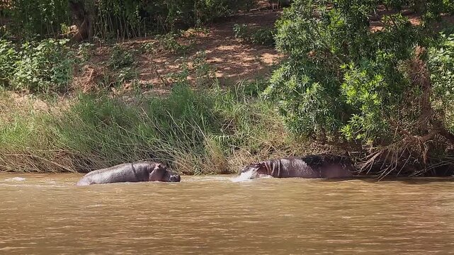 Two Hippopotamus fighting in river and grunting in Greater Kruger National park, South Africa ; Specie Hippopotamus amphibius family of Hippopotamidae