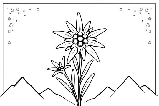 Alpine edelweiss flowers with mountain peaks and stars black and white line art