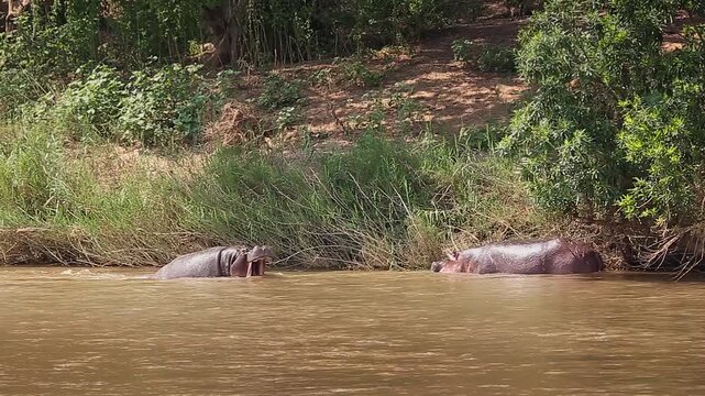 Two Hippopotamus fighting in river and grunting in Greater Kruger National park, South Africa ; Specie Hippopotamus amphibius family of Hippopotamidae