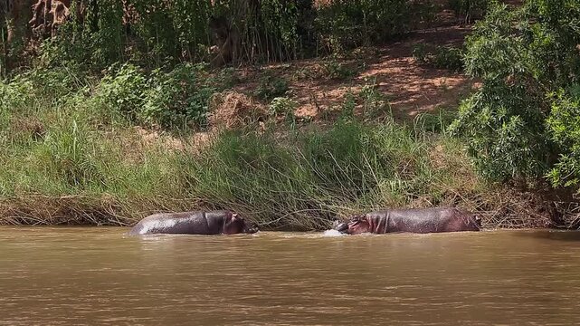 Two Hippopotamus fighting in river and grunting in Greater Kruger National park, South Africa ; Specie Hippopotamus amphibius family of Hippopotamidae