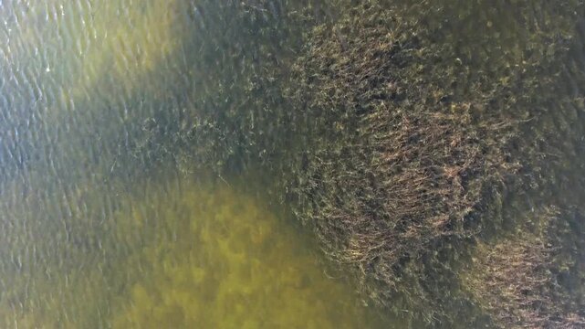 Aerial view of algae and plants forming organic patterns in wetland waters aloft.