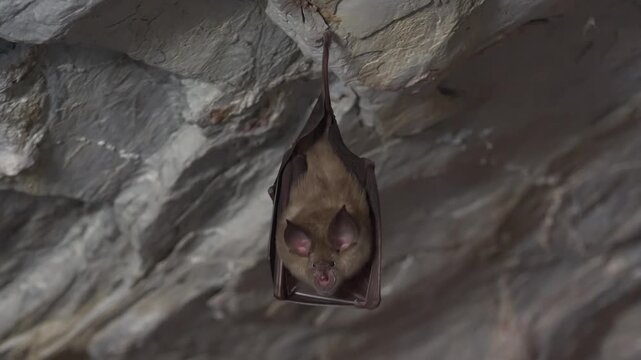 A real wild bat hangs upside down on a cave ceiling in its natural underground habitat.