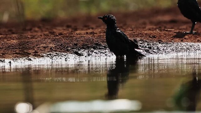Cape Glossy Starling backlit front view bathing and splashing in waterhole in Greater Kruger National park, South Africa ; Specie Lamprotornis nitens family of Sturnidae