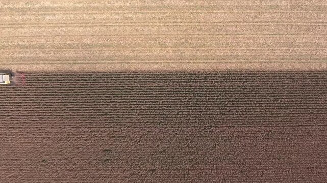 Aerial view of combine harvester cutting fertile dry corn field in agricultural countryside.
