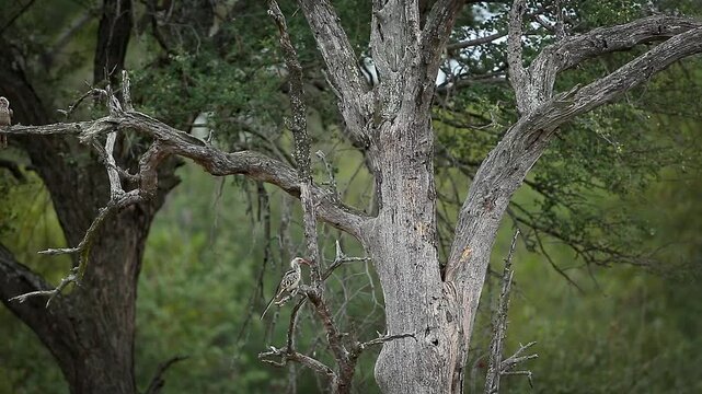 Two Southern Red billed Hornbill flying and fighting in dead tree in Greater Kruger National park, South Africa ; Specie Tockus rufirostris family of Bucerotidae