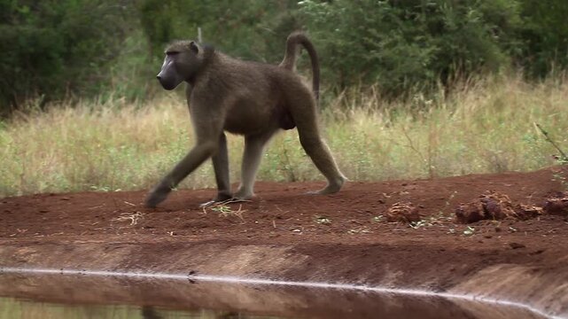 Chacma baboon walking to waterhole and drinking front view  in greater  Kruger National park, South Africa ; Specie Papio ursinus family of Cercopithecidae
