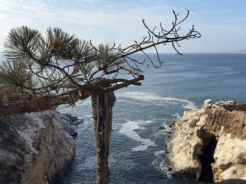 A scenic view of a beautiful coastal cove and cliffs in La Jolla, California, framed through pine tree branches and a dead palm trunk.