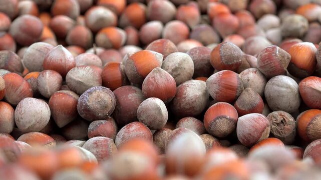 Shelled brown hazelnuts stacked closely for drying and farm processing aloft overhead.