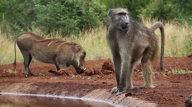 Chacma baboon and warthog drinking and eating in waterhole in greater  Kruger National park, South Africa ; Specie Papio ursinus family of Cercopithecidae