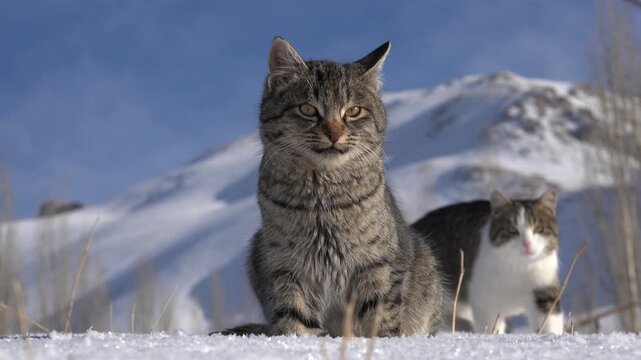 Tabby stray cats rest outdoors in freezing winter snow, showing resilience and survival.