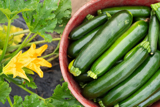 Fresh Zucchini Harvest With Squash Blossom in Michigan