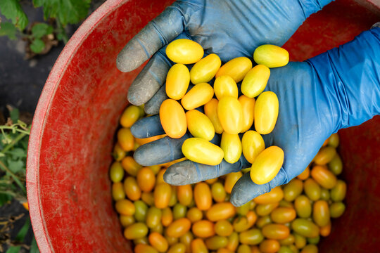 Yellow Tomatoes Held in Gloved Hands During Michigan Harvest