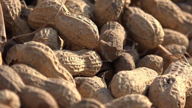 Heaps of field collected peanuts drying under sunlight for natural post harvest processing.