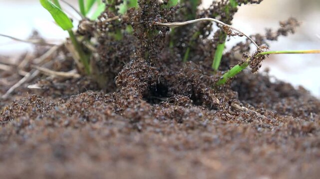 Large dense colony of ants swarming around plant base across soil surface ecosystem.