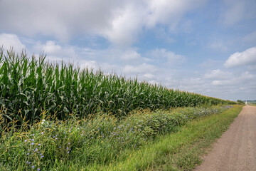 Obraz premium Iowa corn