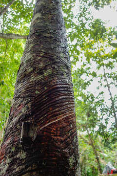 damaged rubber tree trunk oozing latex sap. found in Amazon rainforest in Brazil