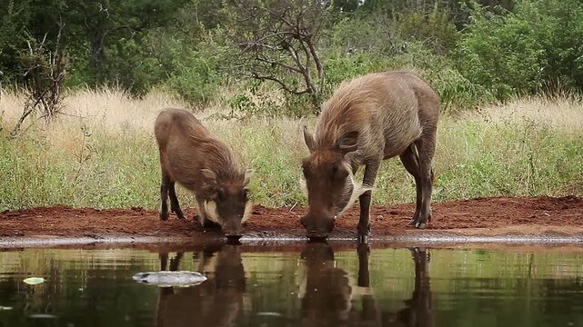 Common warthog family drinking front view in waterhole in greater Kruger National park, South Africa ; Specie Phacochoerus africanus family of Suidae