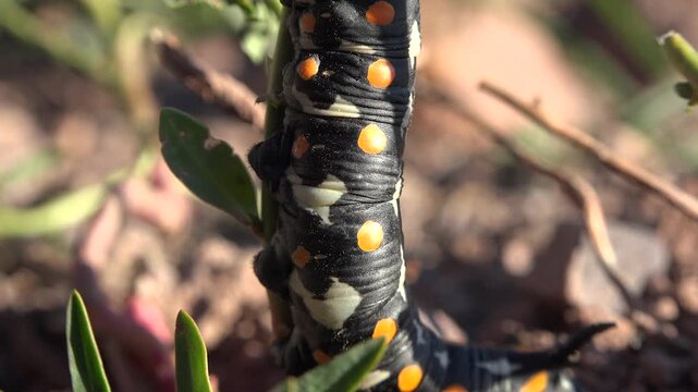 Black caterpillar with yellow and white spots crawling on green plant leaves outdoors.