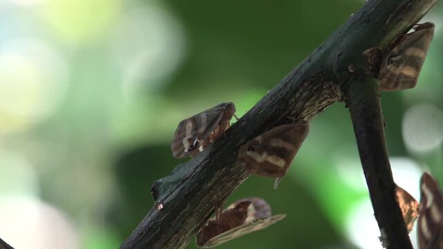 Swarm of Ricaniidae planthopper pests infests green plant leaves.