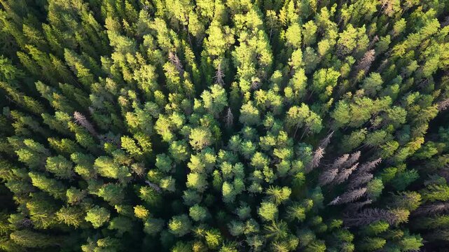 Aerial drone footage of diverse forest with different types of trees. 
