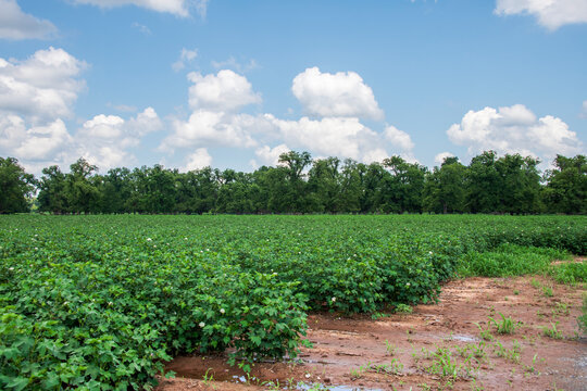 North Louisiana Cotton Beginning to Flower