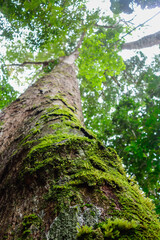 Fototapeta premium Low angle of moss covered trunk of a centuries old tree in Amazon rainforest, found in Brazil