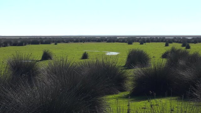 Panoramic view of juncus reeds across green grassland on flat alluvial plain in Kizilirmak Delta.
