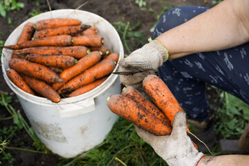 Farmer harvesting fresh organic carrots from garden soil © Надежда Урюпина